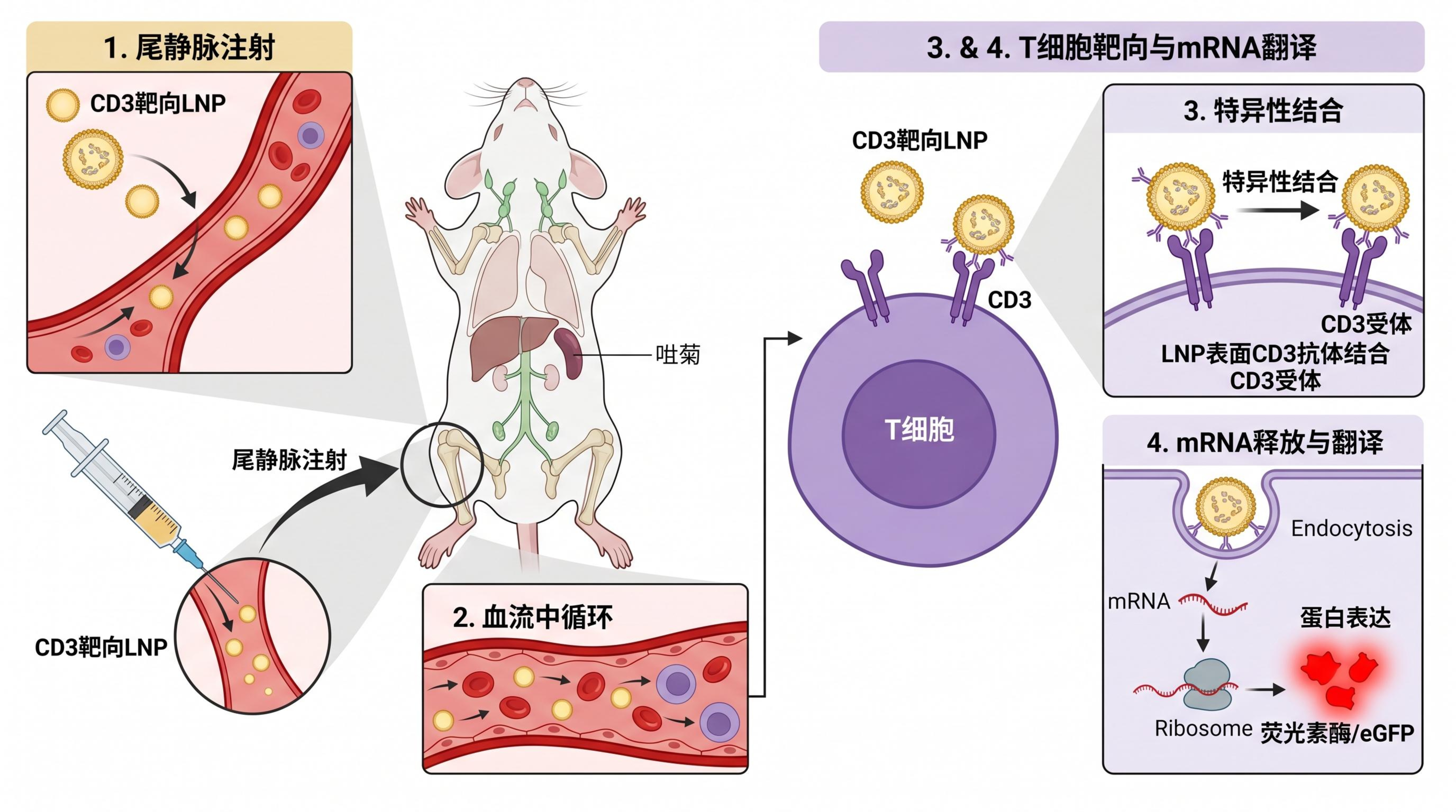 体内靶向示意图（小鼠模型 + T细胞靶向).jpeg