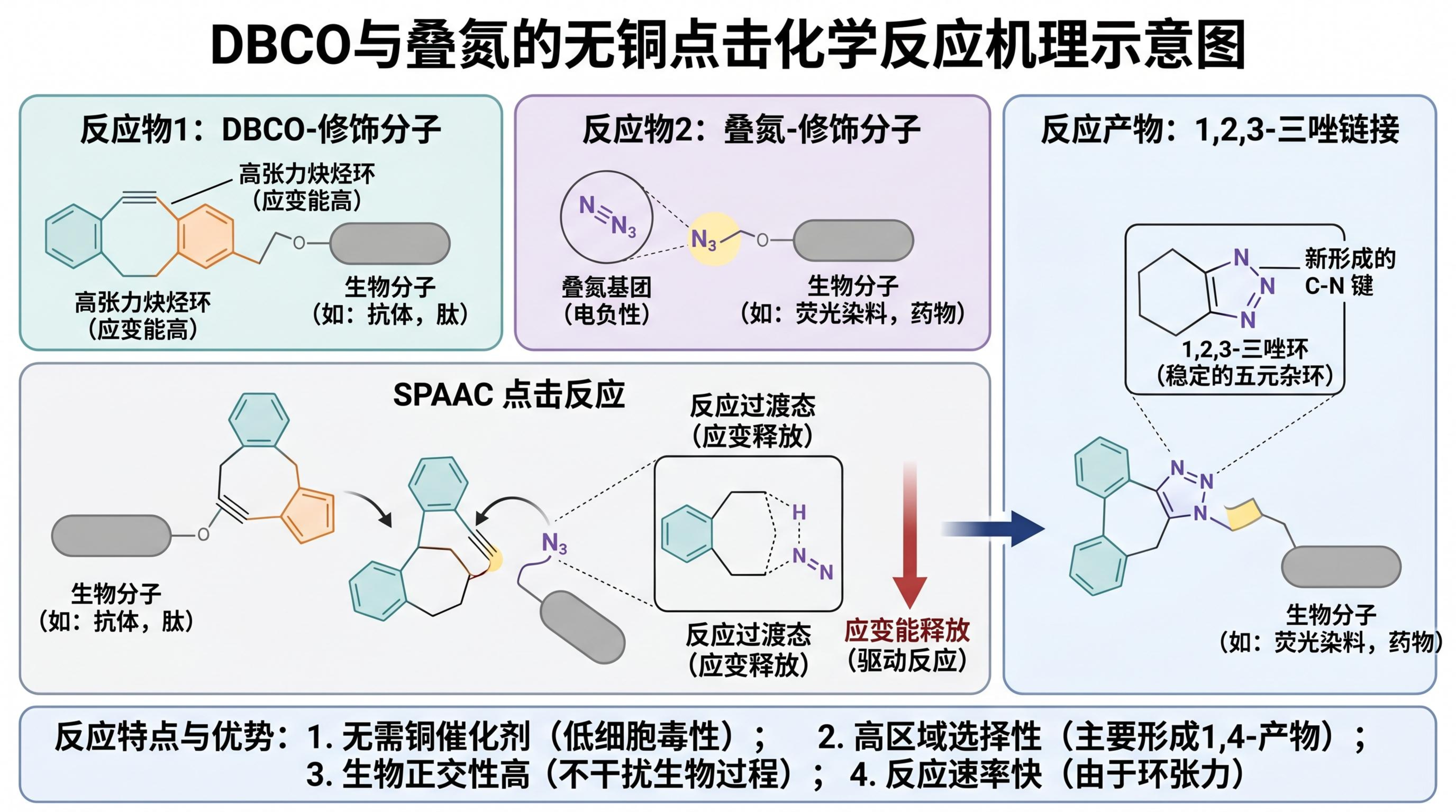 PEG-DBCO：生物偶联反应中的高效无铜点击化学试剂