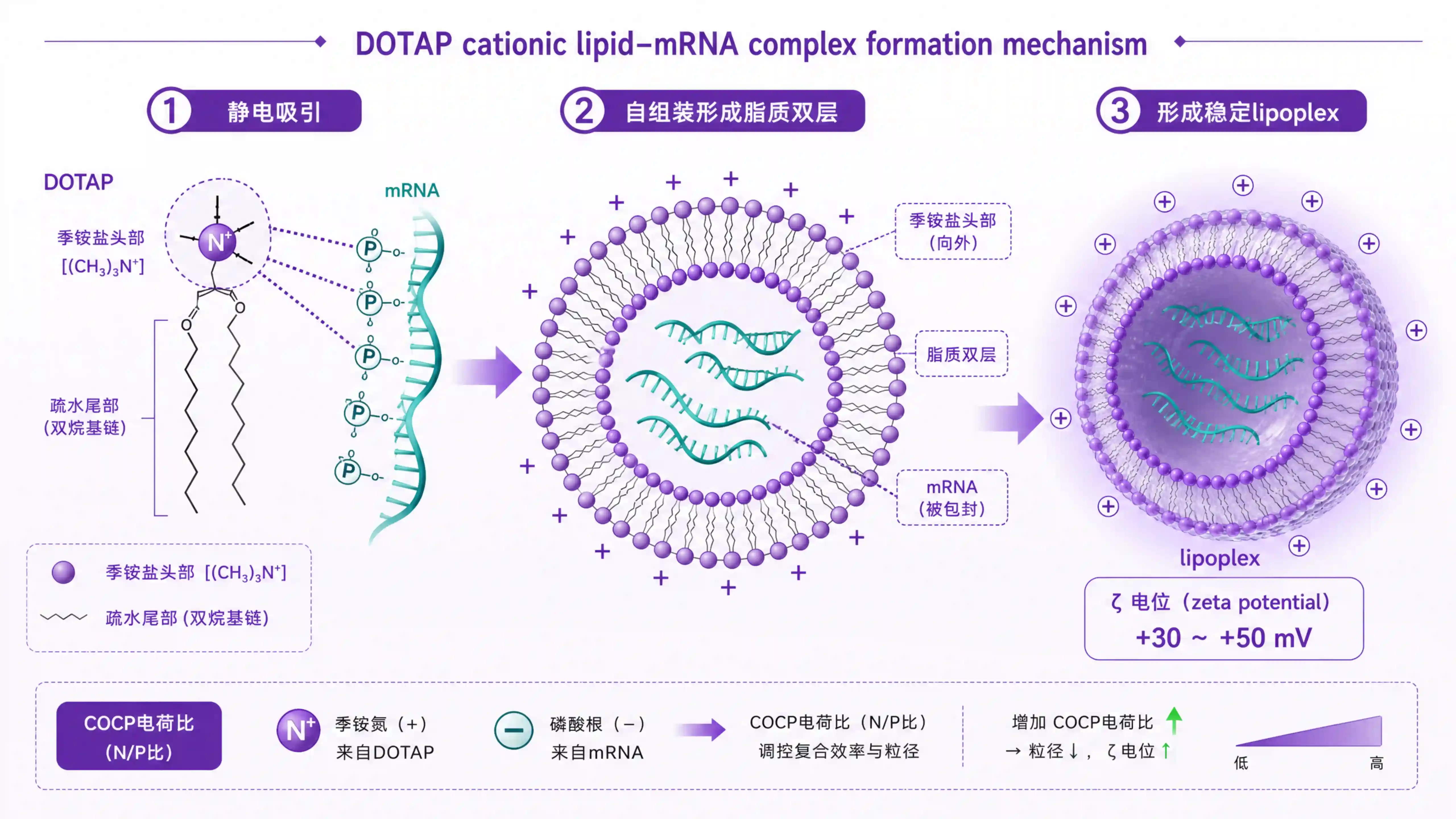 DOTAP 阳离子脂质：四个工艺坑与最优配方