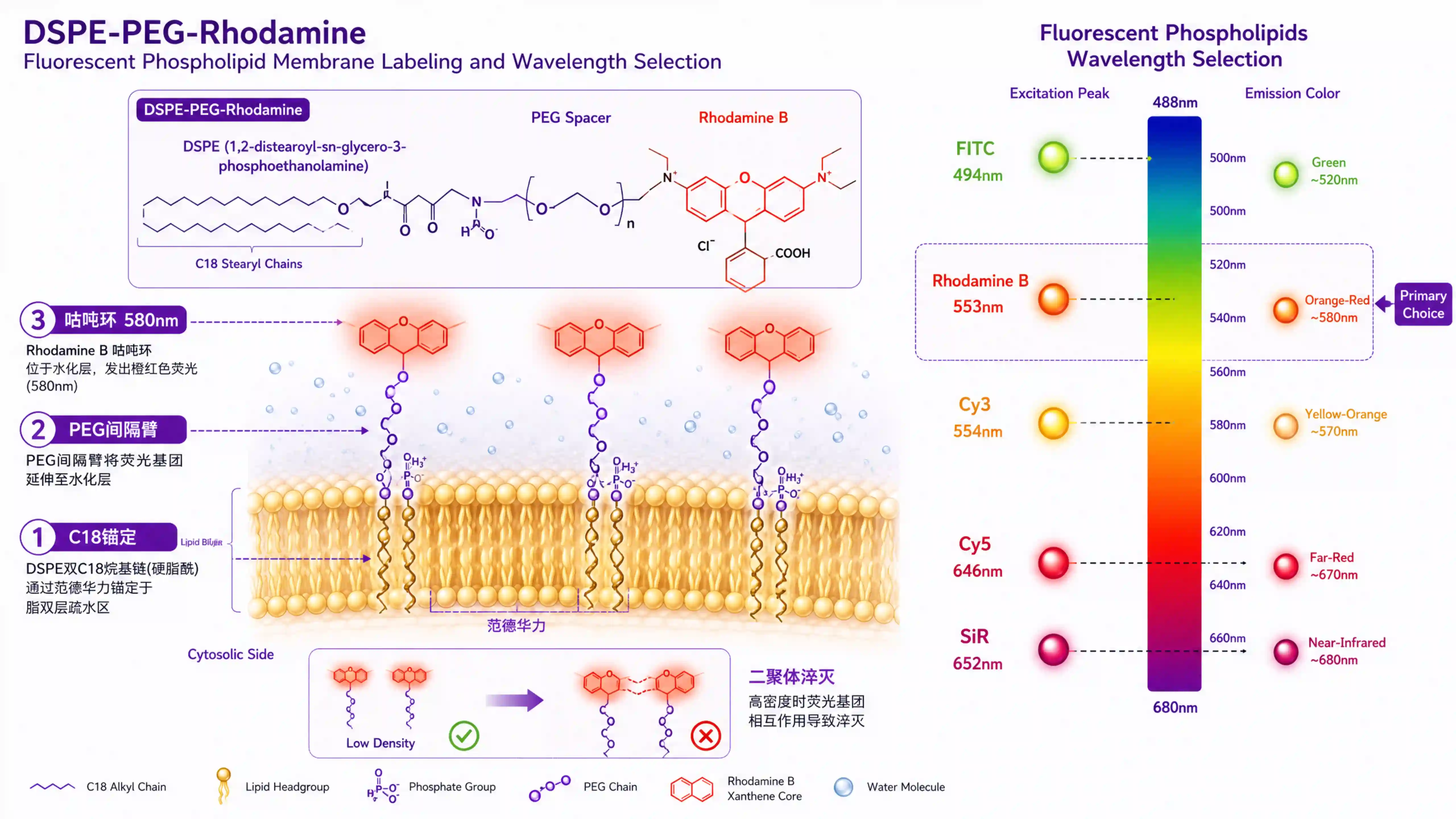 DSPE-PEG-Rhodamine 荧光磷脂：脂质体膜定位的波段选型