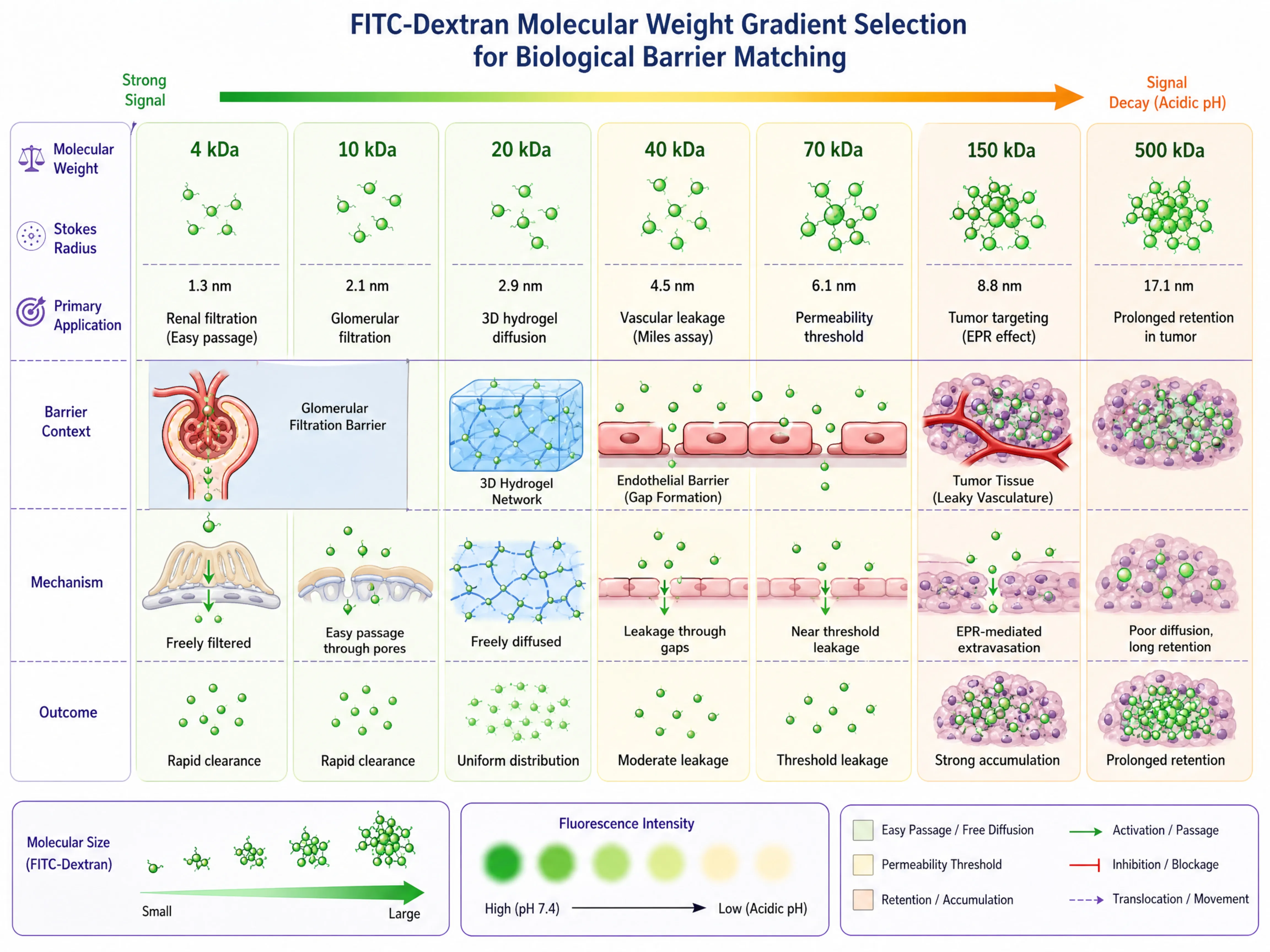 FITC-Dextran 分子量梯度选型：葡聚糖在3D培养与血管渗漏实验中的应用