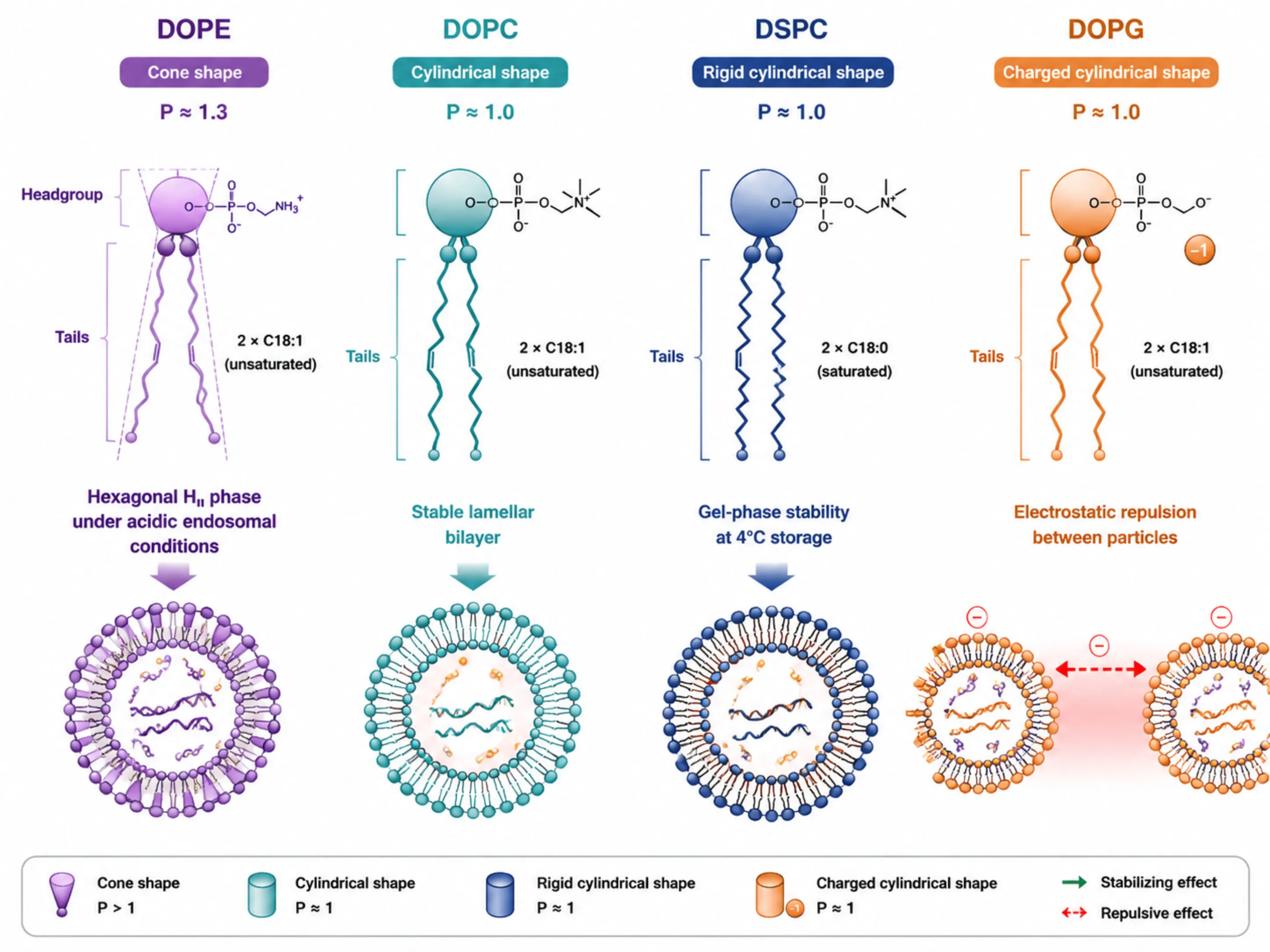 LNP骨架磷脂工艺排错：DOPE/DOPC/DSPC/DOPG配方优化