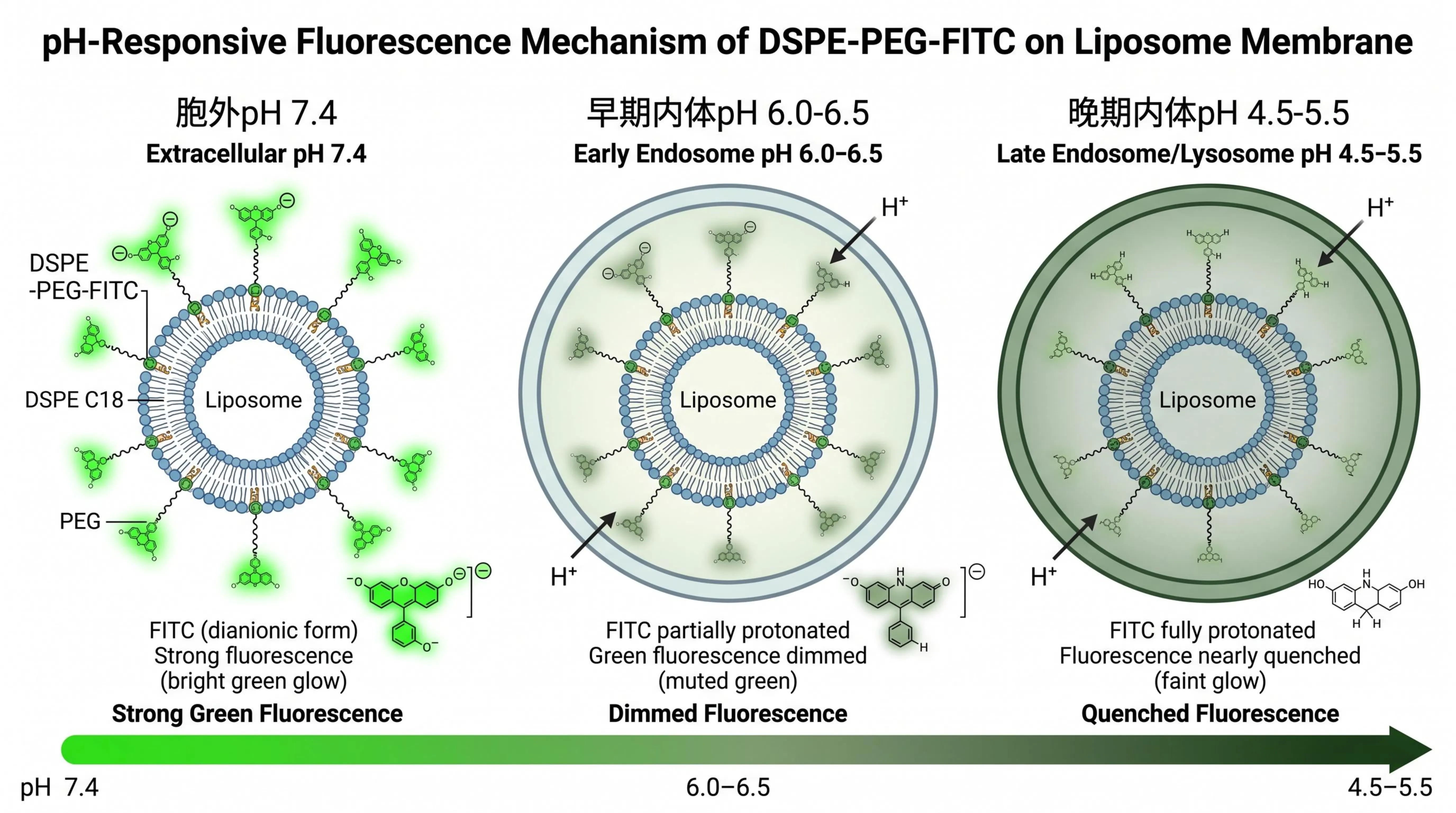 DSPE-PEG-FITC荧光磷脂：脂质体膜定位的功能选型