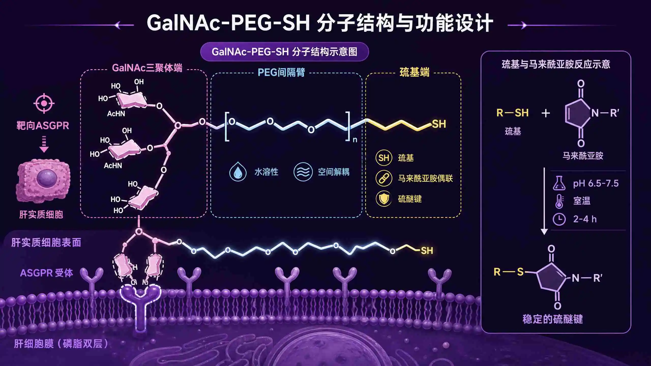 GalNAc-PEG-SH小核酸肝靶向接头设计逻辑:三聚体结合肝细胞ASGPR,PEG调节间距与水溶性,末端巯基偶联siRNA或ASO