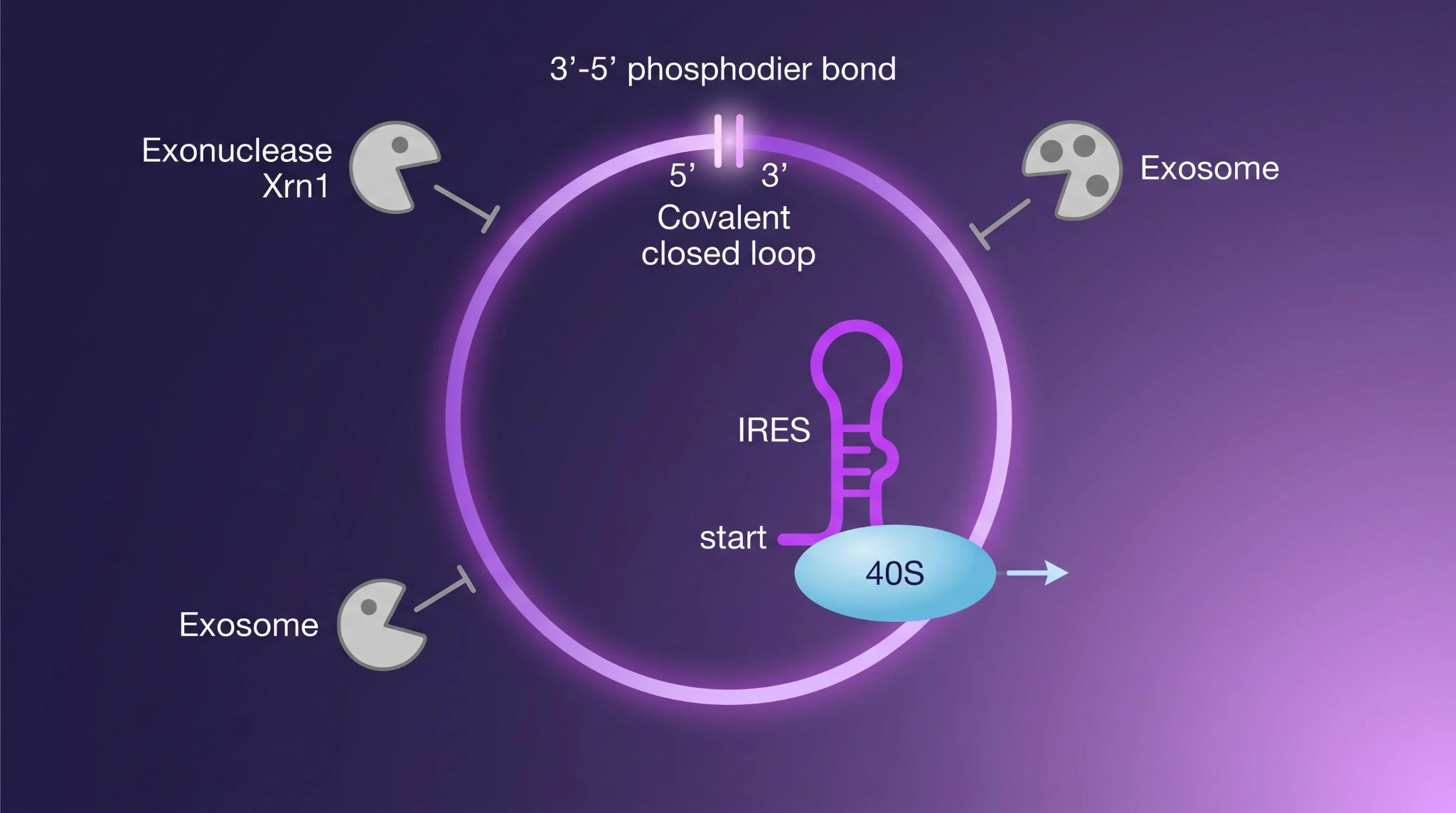 环状 RNA 临床起跑：Orna / Laronde / 国内环码 2026 数据