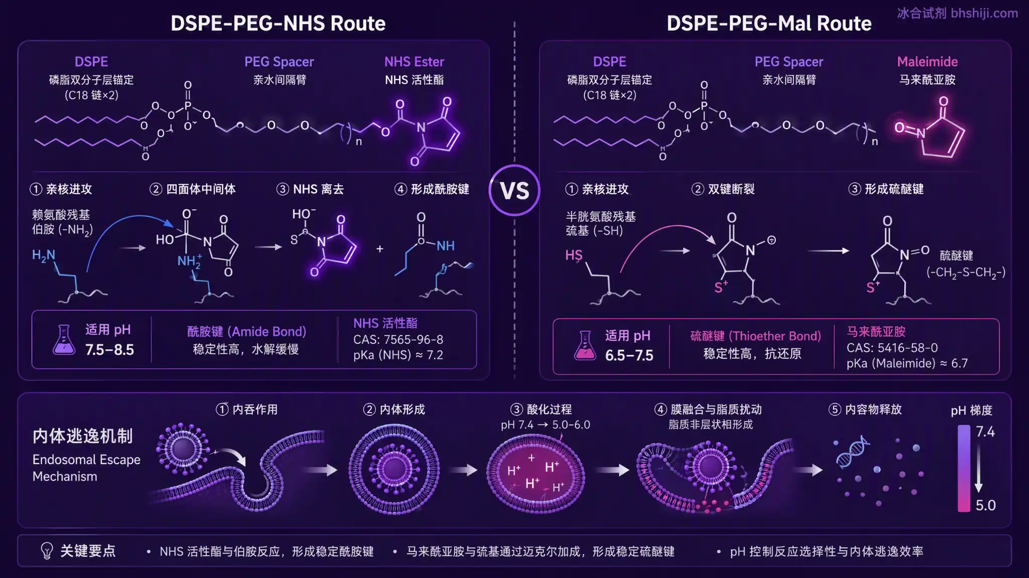 DSPE-PEG-NHS / DSPE-PEG-Mal：脂质-PEG 偶联化学的两套标准答案